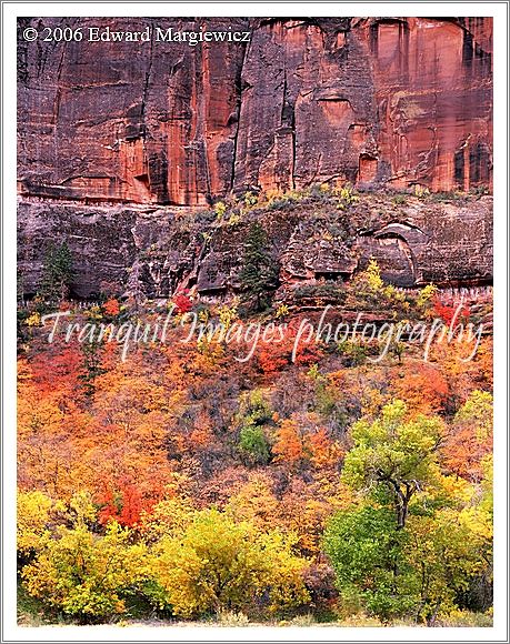 450126---Fall foliage at Big Bend in Zion NP